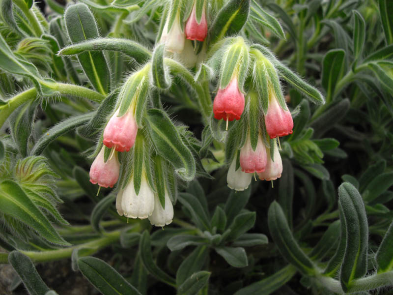 Onosma alborosea photo